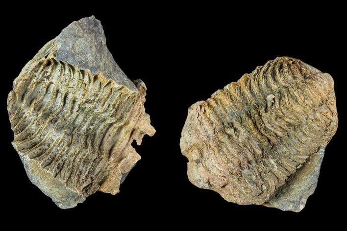 Fossil Calymene Trilobite Nodule - Morocco #106618